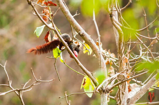 Image of Finlayson’s Squirrel