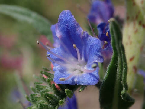 Imagem de Echium vulgare L.