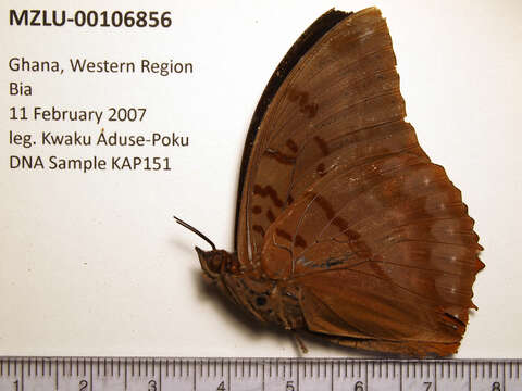 Imagem de Charaxes protoclea Feisthamel 1850