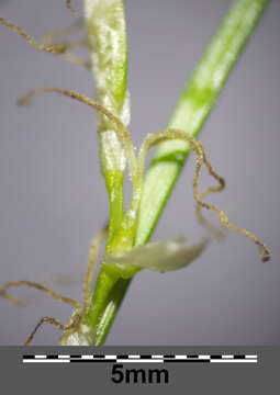 Image de Carex alba Scop.