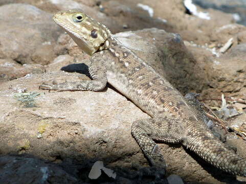 Image of Kenya Rock Agama