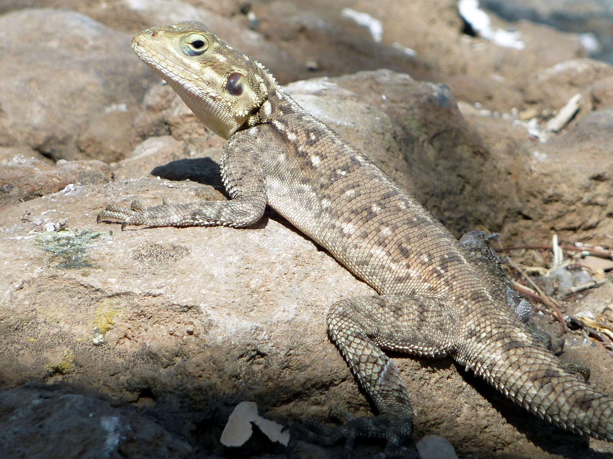 صورة Agama lionotus Boulenger 1896