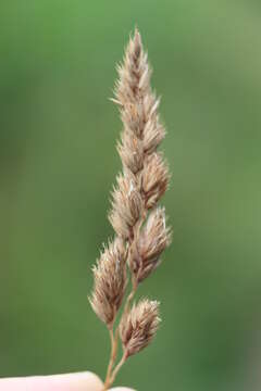 Image of Cocksfoot or Orchard Grass