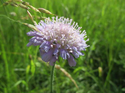 Слика од Knautia arvensis (L.) Coulter