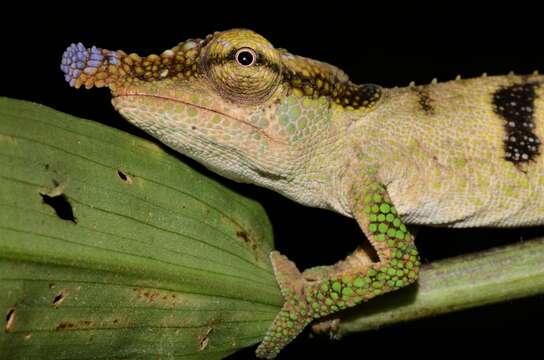 Image of Maroantsetra Chameleon