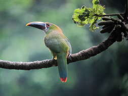 Image of Greyish-throated Toucanet