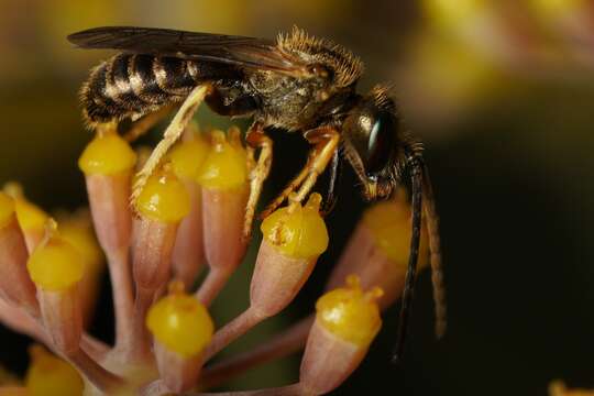 Image of Halictus confusus Smith 1853