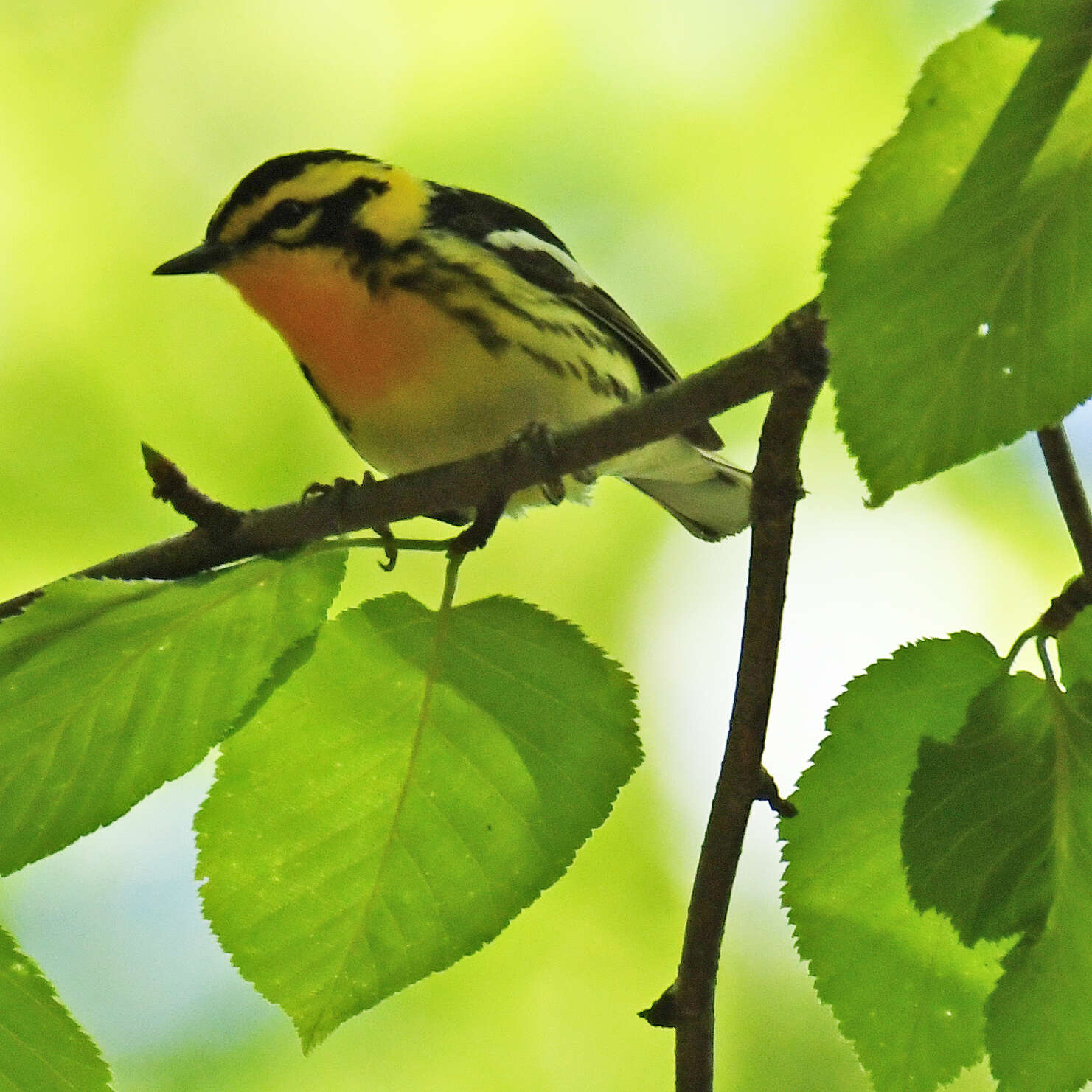 Image of Blackburnian Warbler