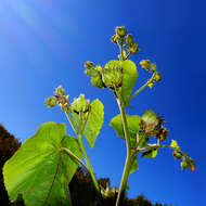 Imagem de Abutilon theophrasti Medik.