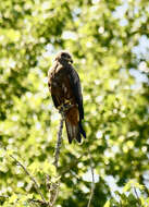 Image of Black Kite