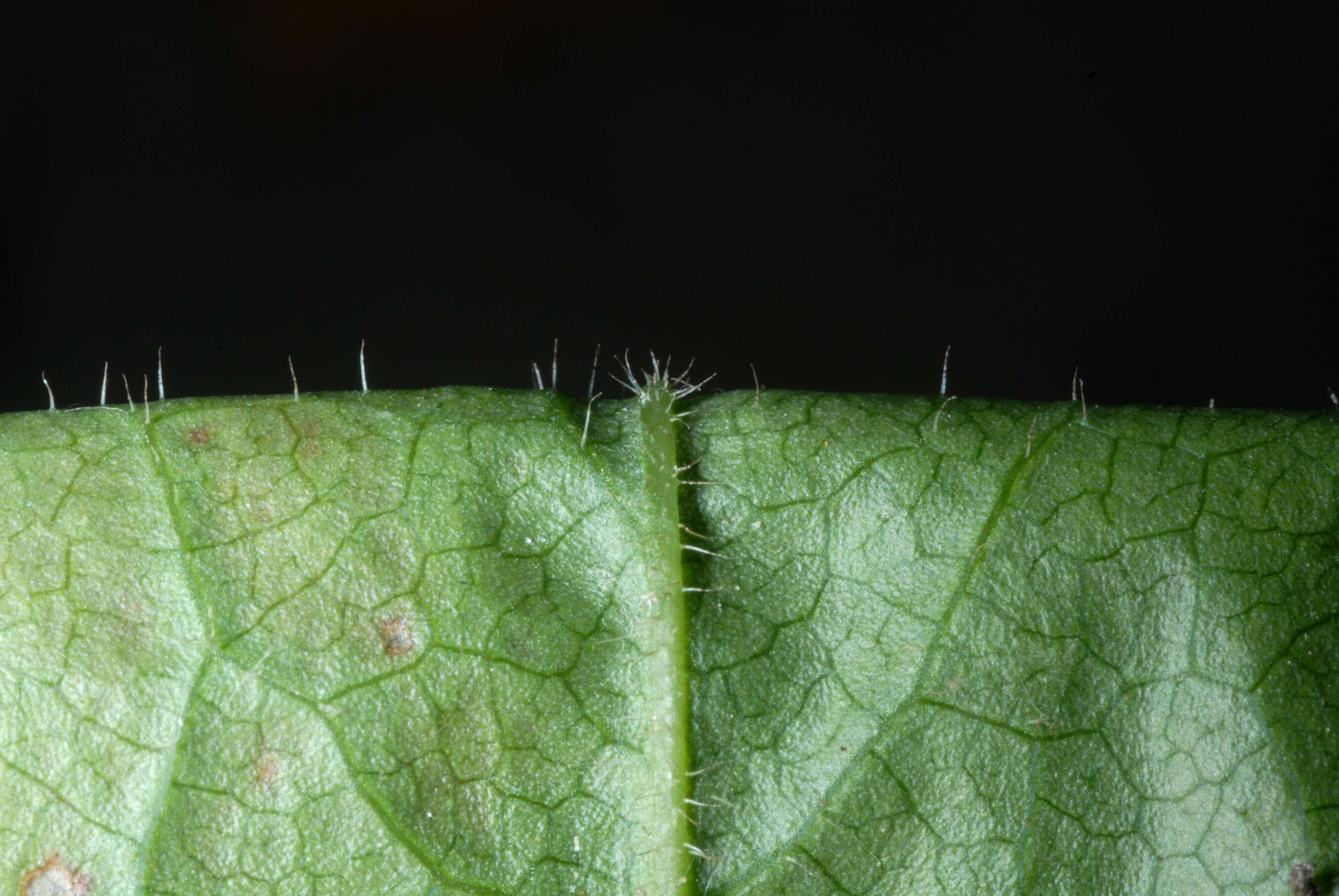 Image of Broad-leaved goldenrod