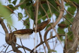 Image of Marsdenia volubilis (L. fil.) Cooke