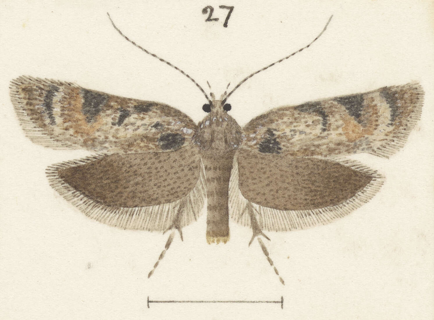 Image of Izatha phaeoptila Meyrick 1905