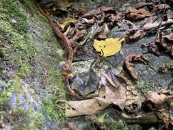 Image of Formosa Slug Snake