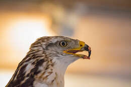 Image of Common Buzzard