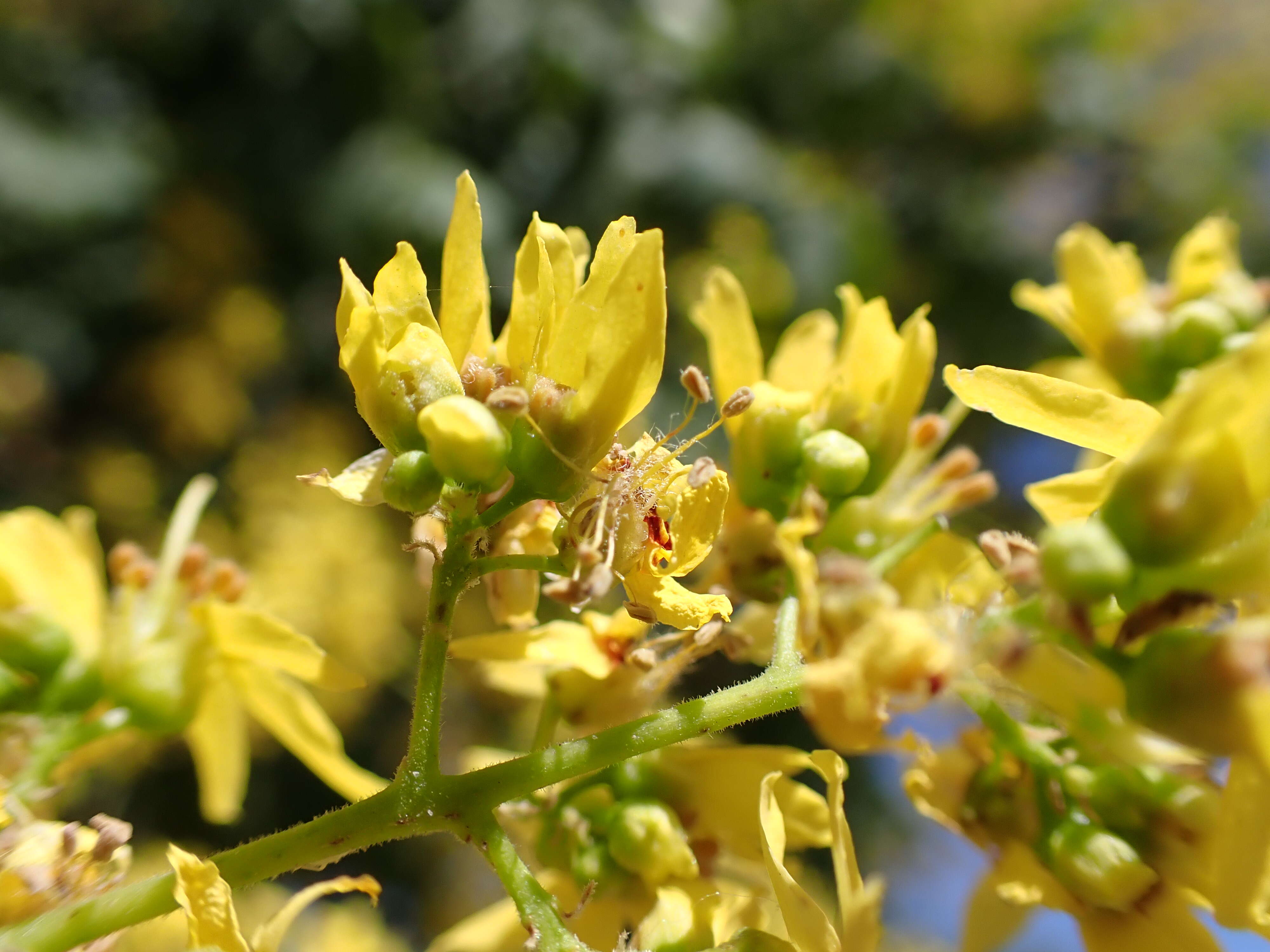 Image of Golden-rain tree