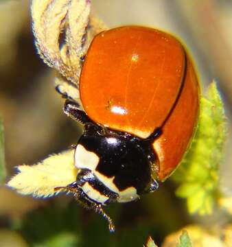 Image of Nine-spotted Lady Beetle