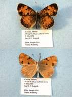 Image of Phyciodes cocyta