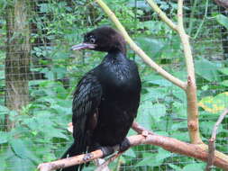 Image of Pygmy Cormorant