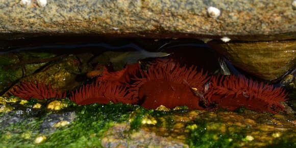 Image of Beadlet anemone