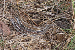 Image of Ornate Girdled Lizard