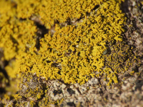 Image of lemon lichen