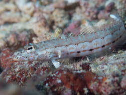 Image of Double-stitch grubfish