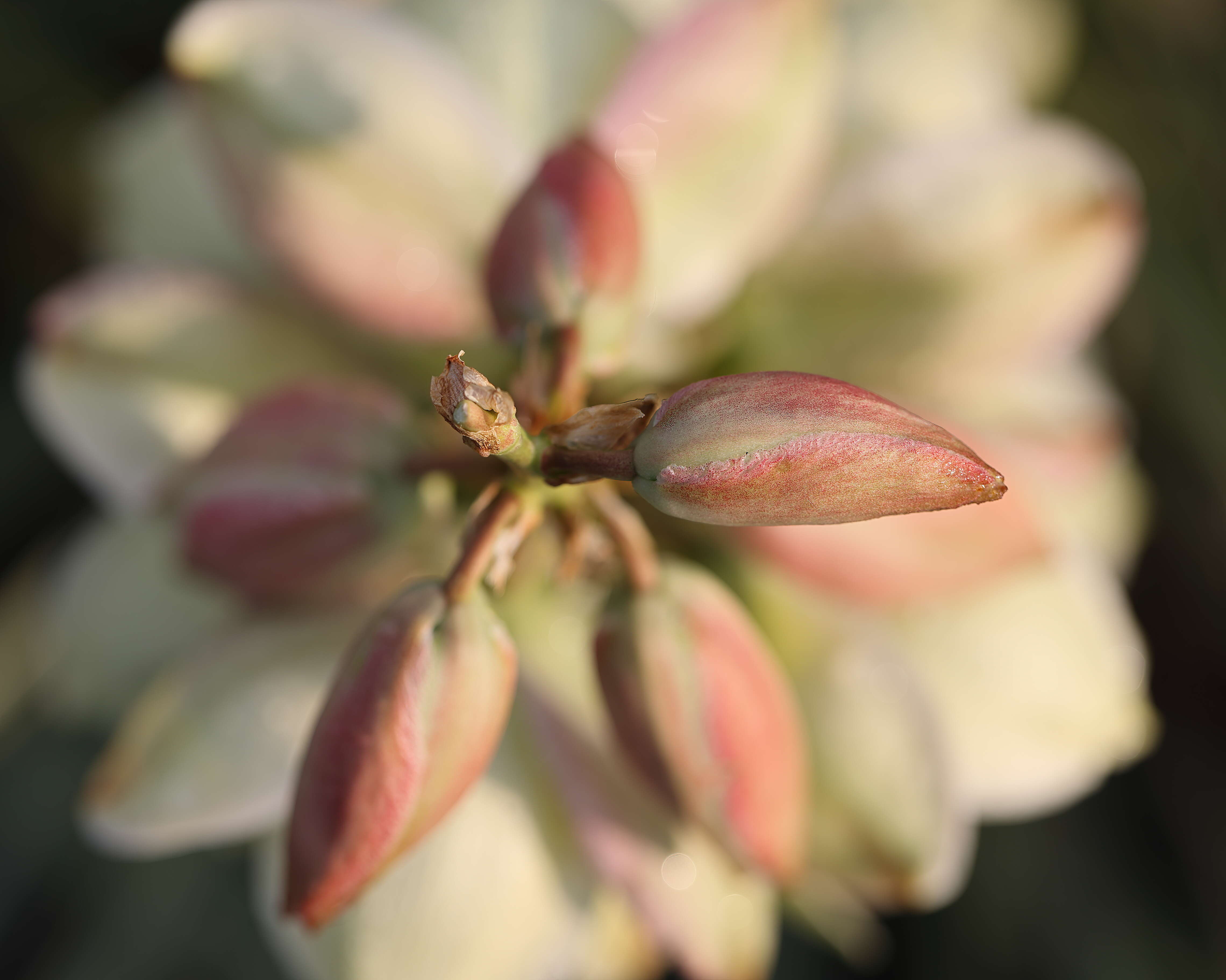 Image of soapweed yucca