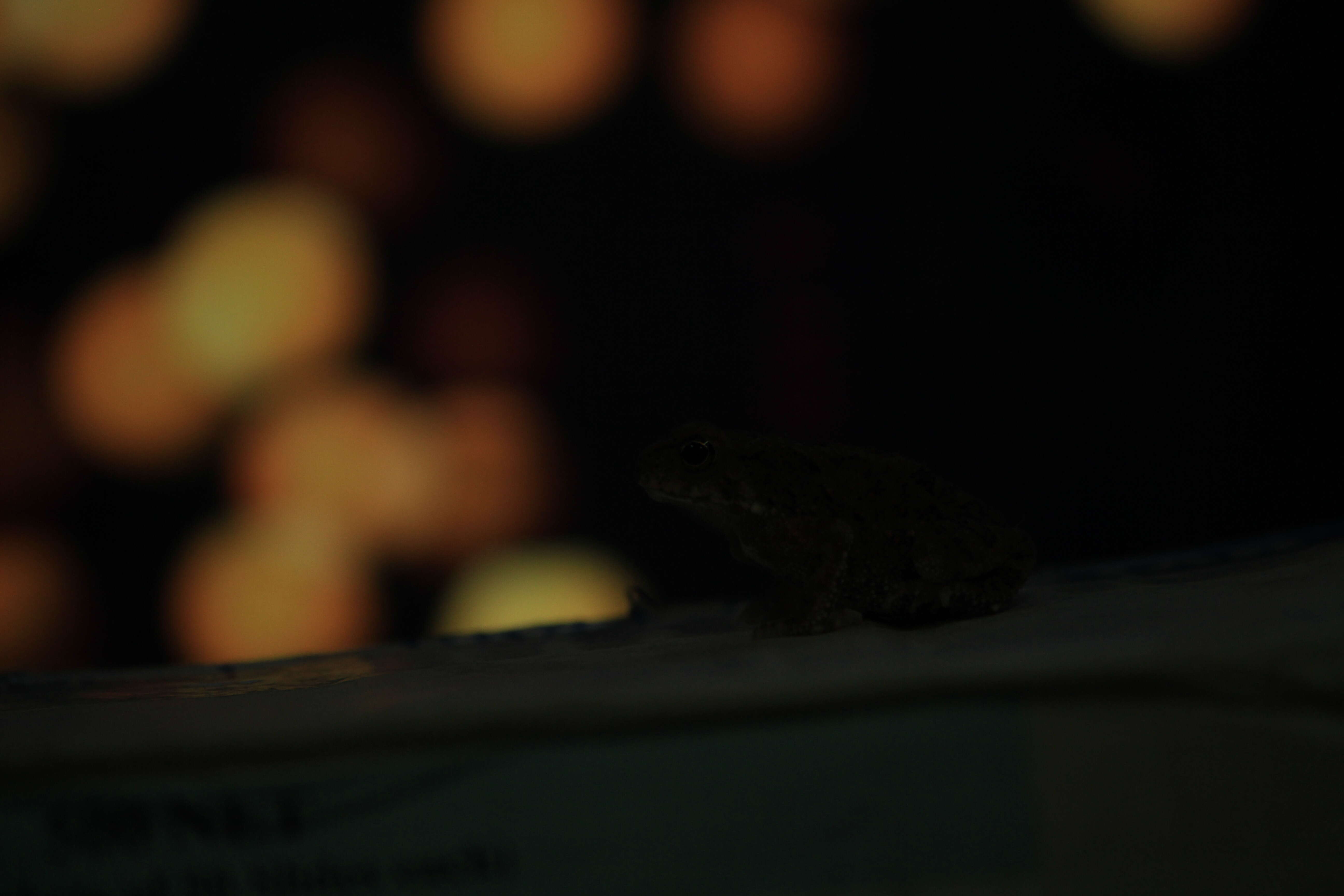 Image of asian black spotted toad