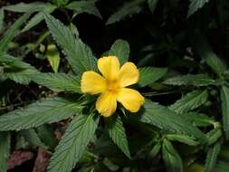 Imagem de Turnera ulmifolia L.