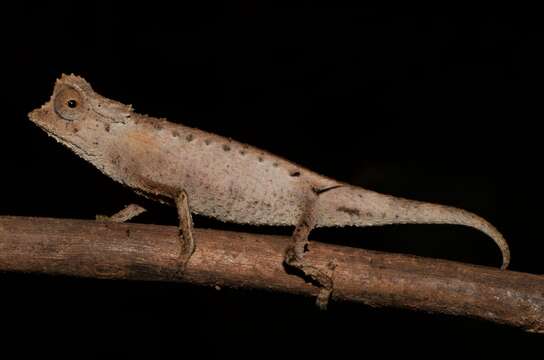 Image of Plated Leaf Chameleon