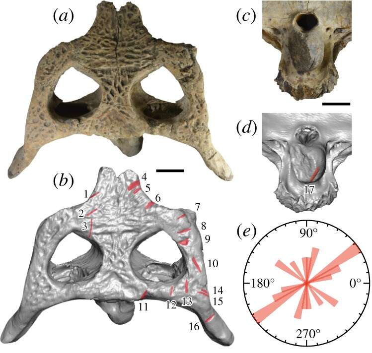 Image of Crocodilia