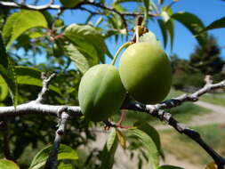 Image of American Plum