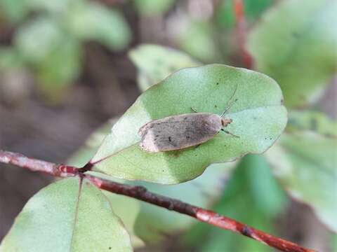 Image of Phaeosaces coarctatella