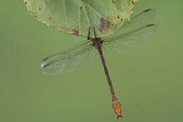 Image of Russet-tipped Clubtail