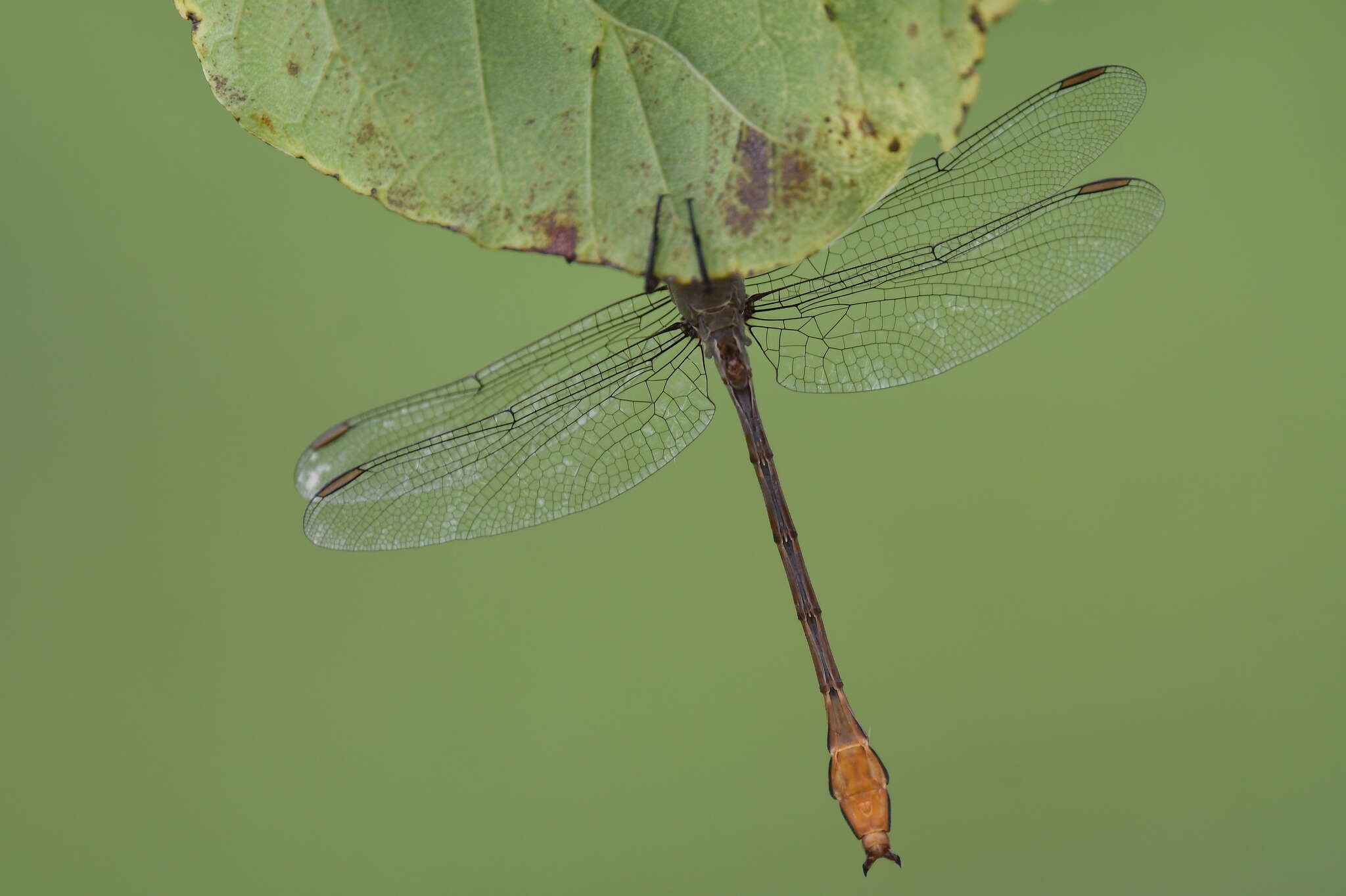 Image of Russet-tipped Clubtail