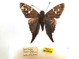 Image of Long-tailed Skipper