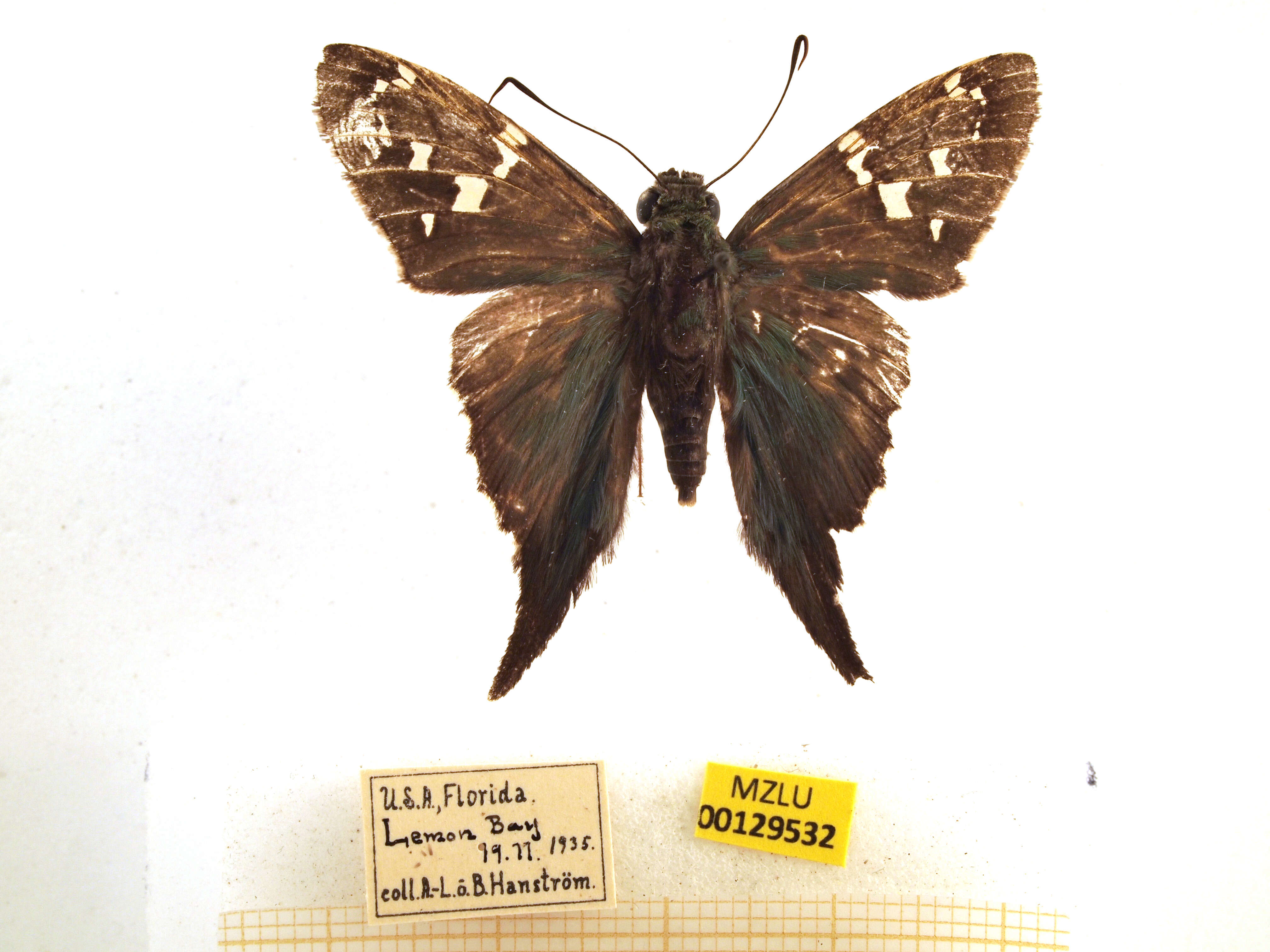 Image of Long-tailed Skipper