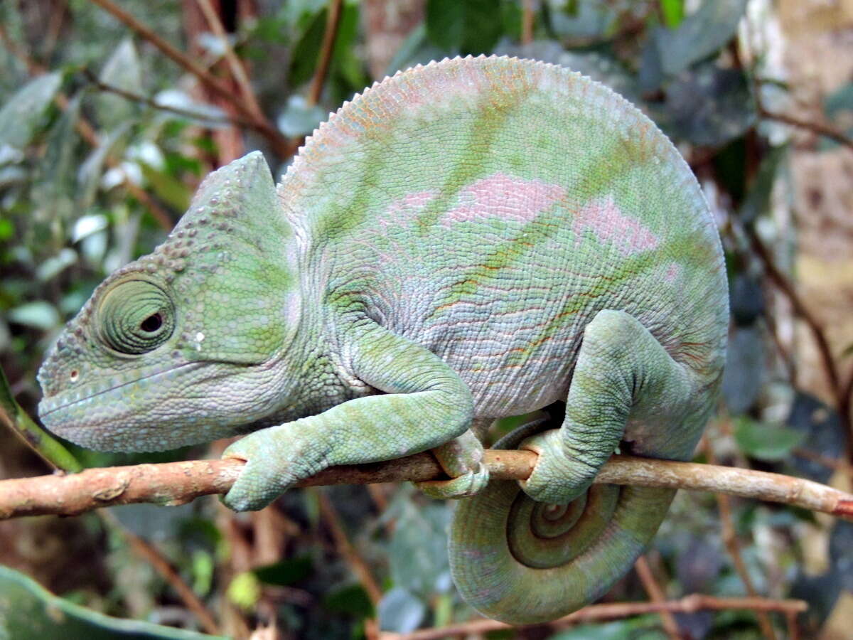 Image of Parson's Chameleon