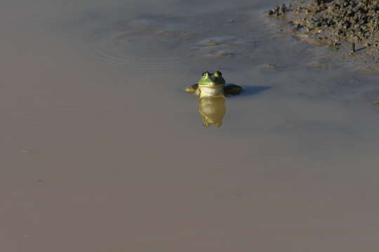 Image of American Bullfrog