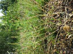 Image of Orange Foxtail