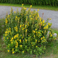 Слика од Lysimachia punctata L.