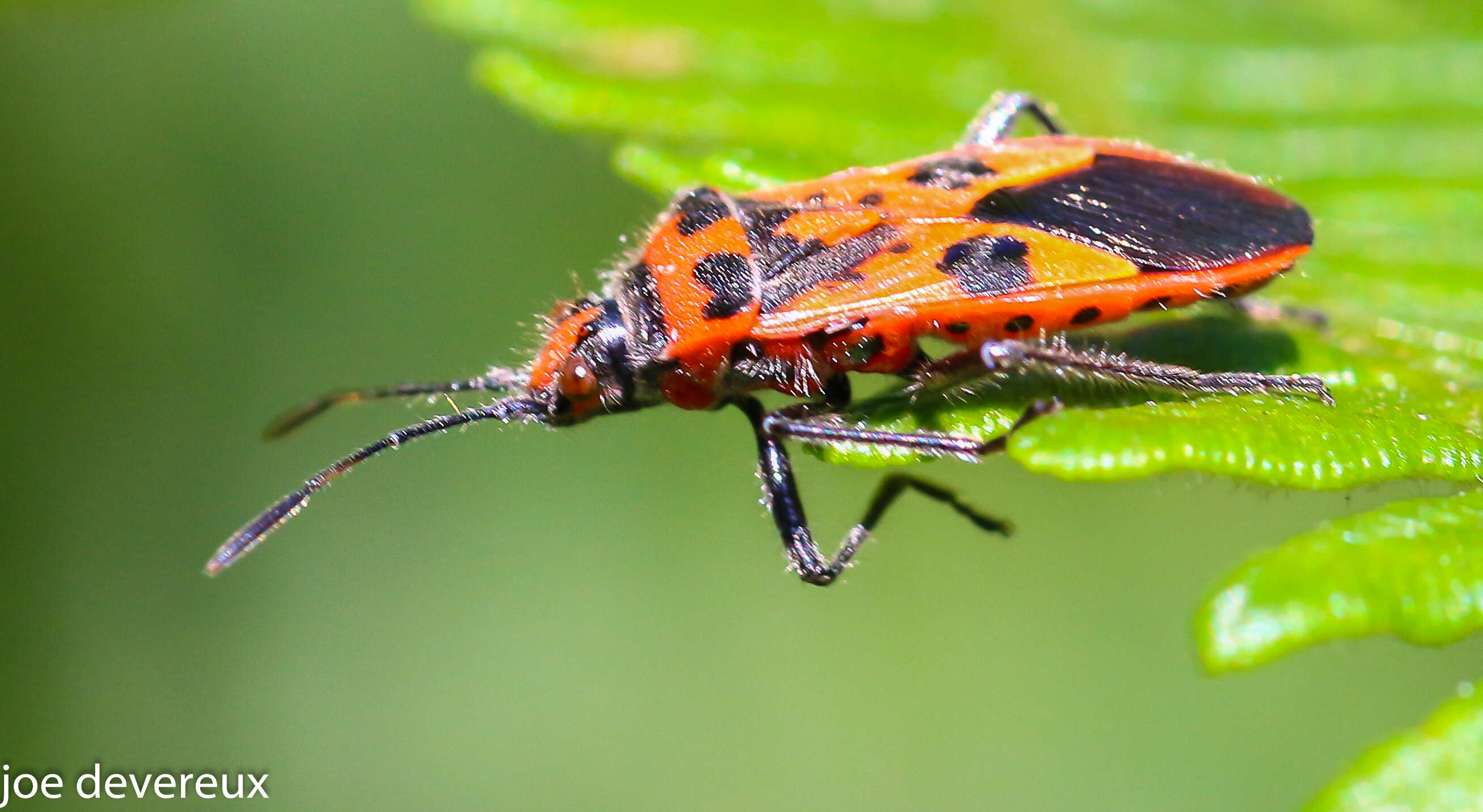 Image of black & red squash bug