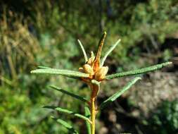 Imagem de Rhododendron tomentosum (Stokes) Harmaja