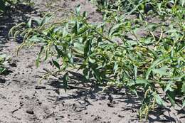 Image of Dock-Leaf Smartweed