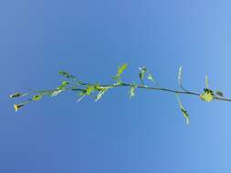 Image of sticky groundsel