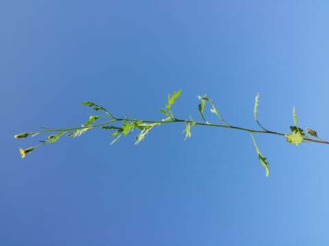 Image of sticky groundsel