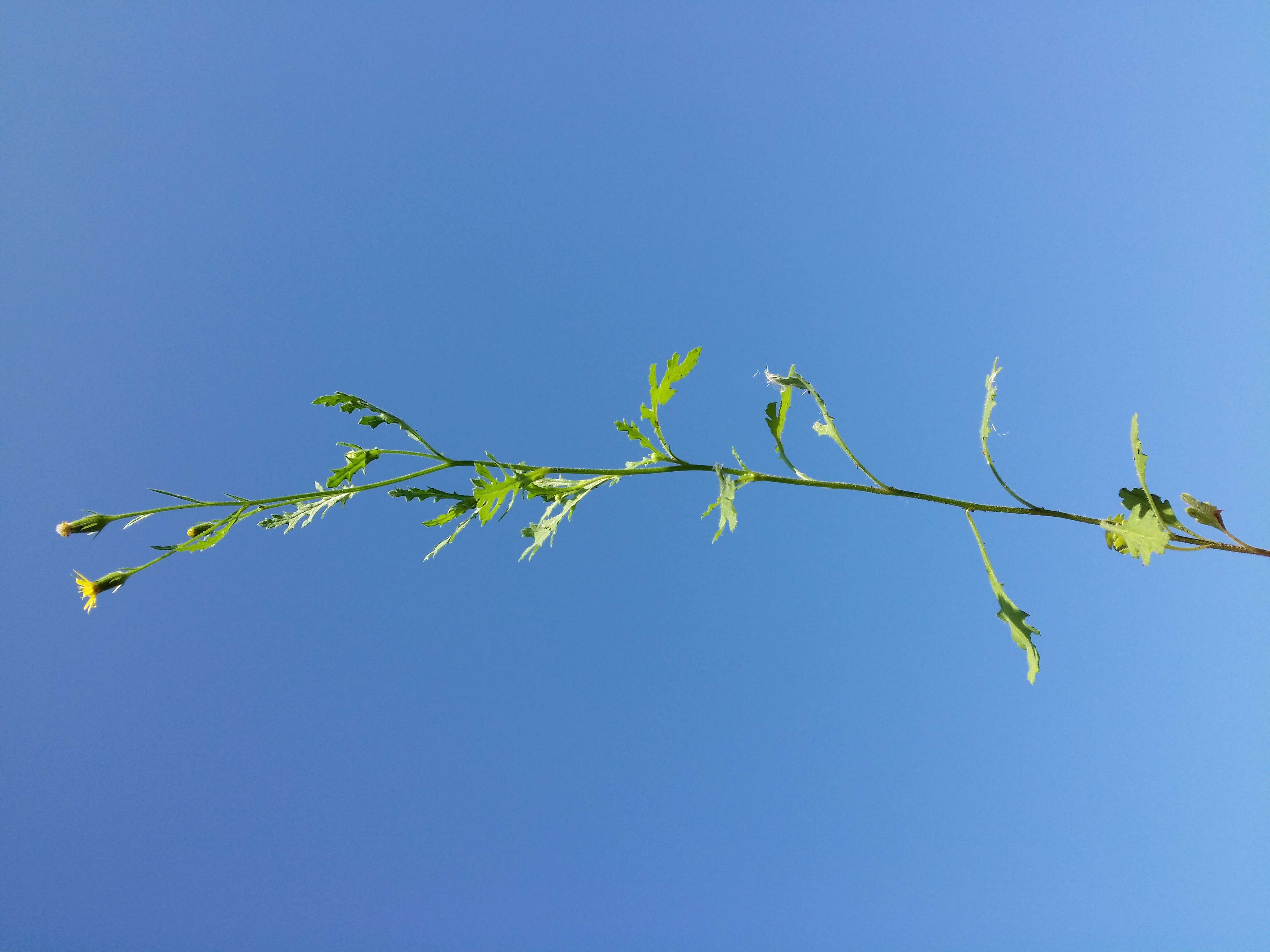 Image of sticky groundsel