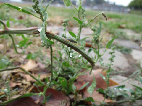 Imagem de Chenopodium album L.