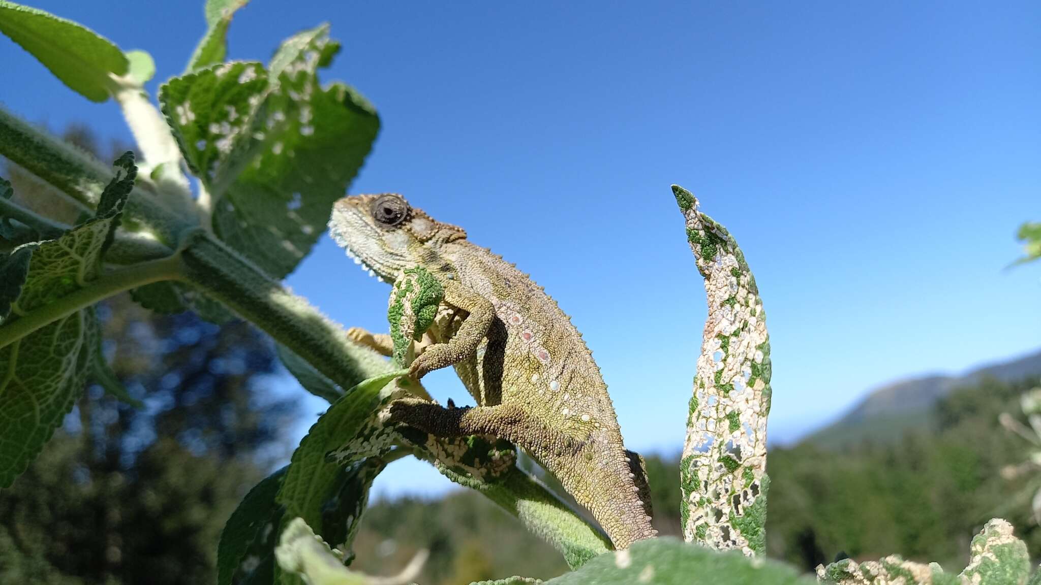 Image of Eastern Cape Dwarf Chameleon